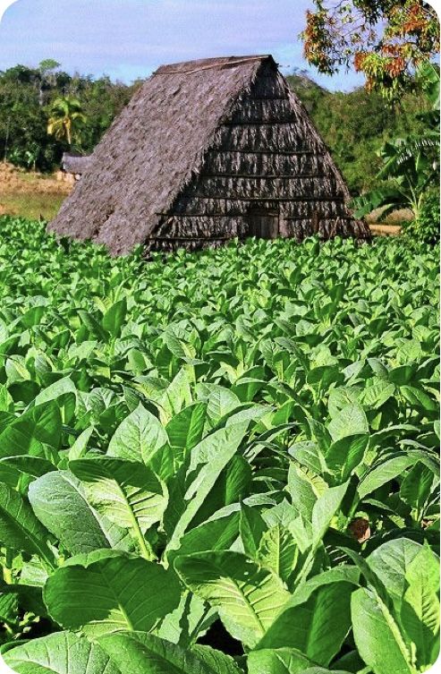 Tabaco dominicano artesanal