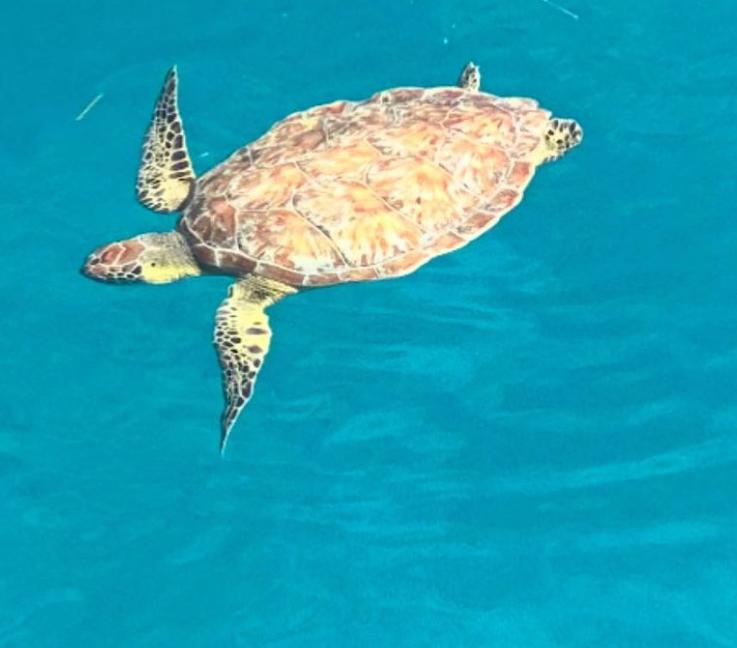 Isla Saona — Piscina natural